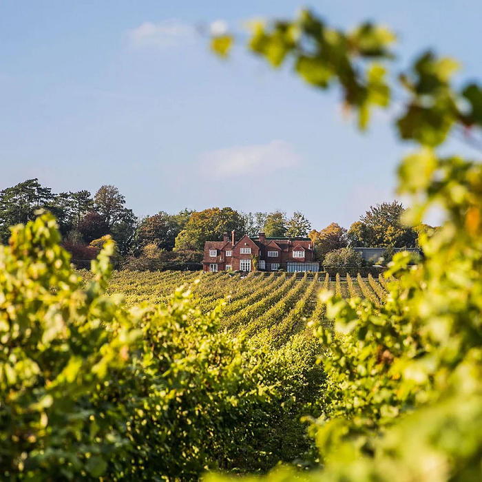 Hambledon Vineyard England's Oldest Vineyard