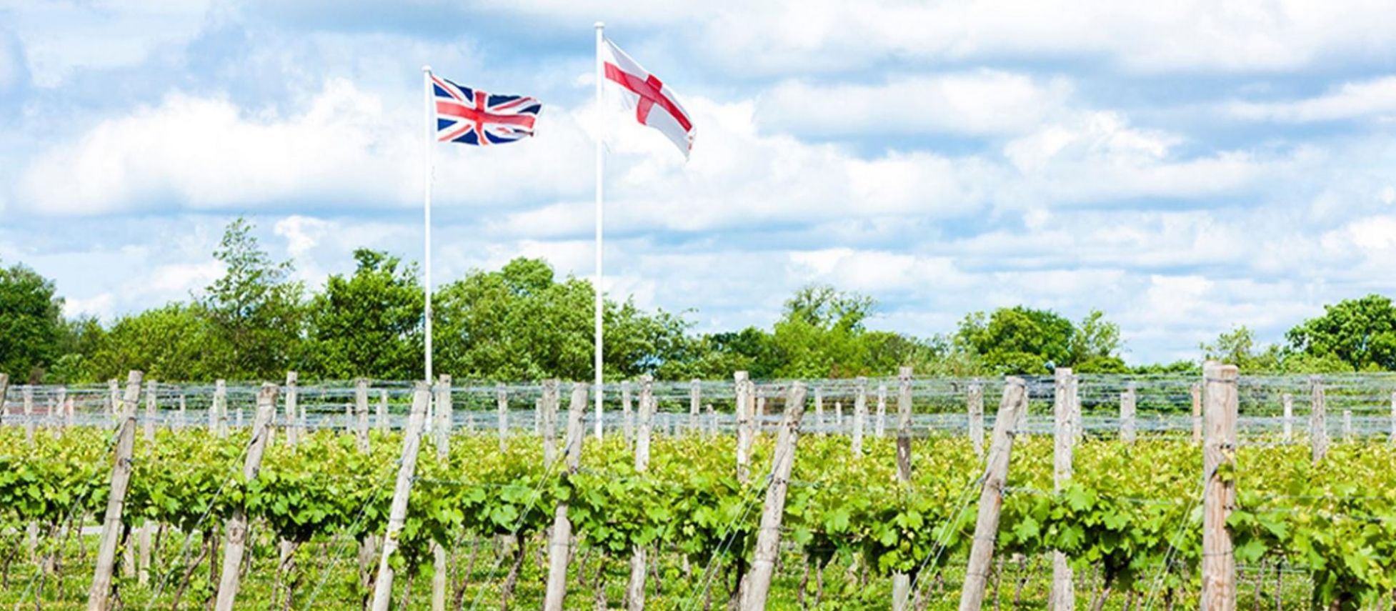 Photo for: The Pride of English Wines: History, Terroir, Varietals, and Vintages